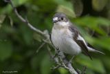 Balia nera (Ficedula hypoleuca)