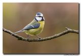 Pimpelmees - Blue Tit
