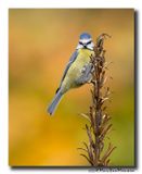 Pimpelmees - Blue Tit