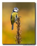 Pimpelmees - Blue Tit