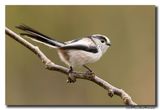 Staartmees - Long-tailed Tit