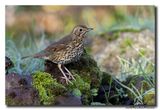 Zanglijster - Song Thrush