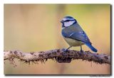 Pimpelmees - Blue Tit
