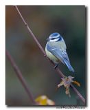 Pimpelmees - Blue Tit