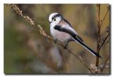 Staartmees - Long-tailed Tit