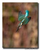 Ijsvogel - Kingfisher
