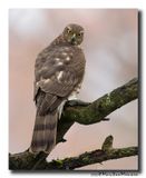 Sperwer - Sparrowhawk