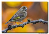Groenling - Greenfinch