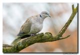 Turkse Tortel - Collared Dove