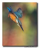 Ijsvogel - Kingfisher