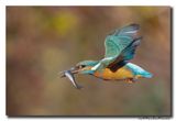 Ijsvogel - Kingfisher