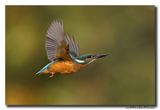 Ijsvogel - Kingfisher