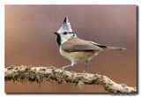 Kuifmees - Crested Tit
