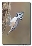 Kuifmees - Crested Tit