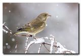 Groenling - Greenfinch