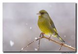 Groenling - Greenfinch