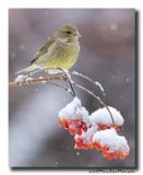 Groenling - Greenfinch
