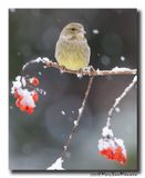 Groenling - Greenfinch