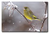 Groenling - Greenfinch