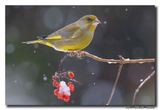 Groenling - Greenfinch