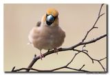 Appelvink - Hawfinch