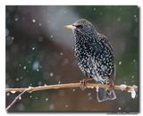Spreeuw - Starling