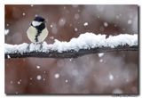 Koolmees - Great Tit