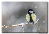 Koolmees - Great Tit