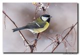 Koolmees - Great Tit
