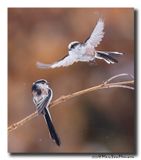 Staartmees - Long-tailed Tit