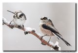 Staartmees - Long-tailed Tit