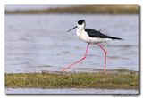 Steltkluut - Black-winged Stilt