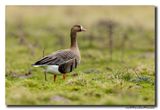 Kolgans - White-fronted Goose