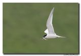 Grote Stern - Sandwich Tern