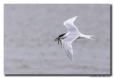 Grote Stern - Sandwich Tern