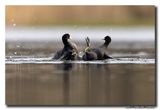 Meerkoet - Coot