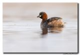 Dodaars - Little Grebe