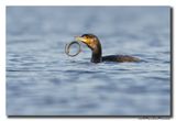Aalscholver - Great Cormorant