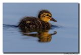 Wilde Eend - Mallard