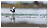Steenloper - Ruddy Turnstone