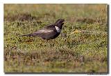 Beflijster - Ring Ouzel