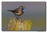Blauwborst - Bluethroat