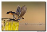 Blauwborst - Bluethroat