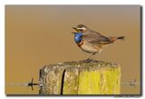 Blauwborst - Bluethroat