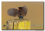 Blauwborst - Bluethroat