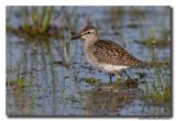 Bosruiter - Wood Sandpiper