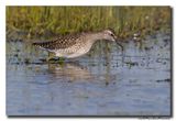 Bosruiter - Wood Sandpiper