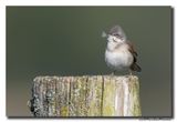 Grasmus - Whitethroat