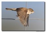 Grasmus - Whitethroat