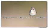 Grasmus - Whitethroat